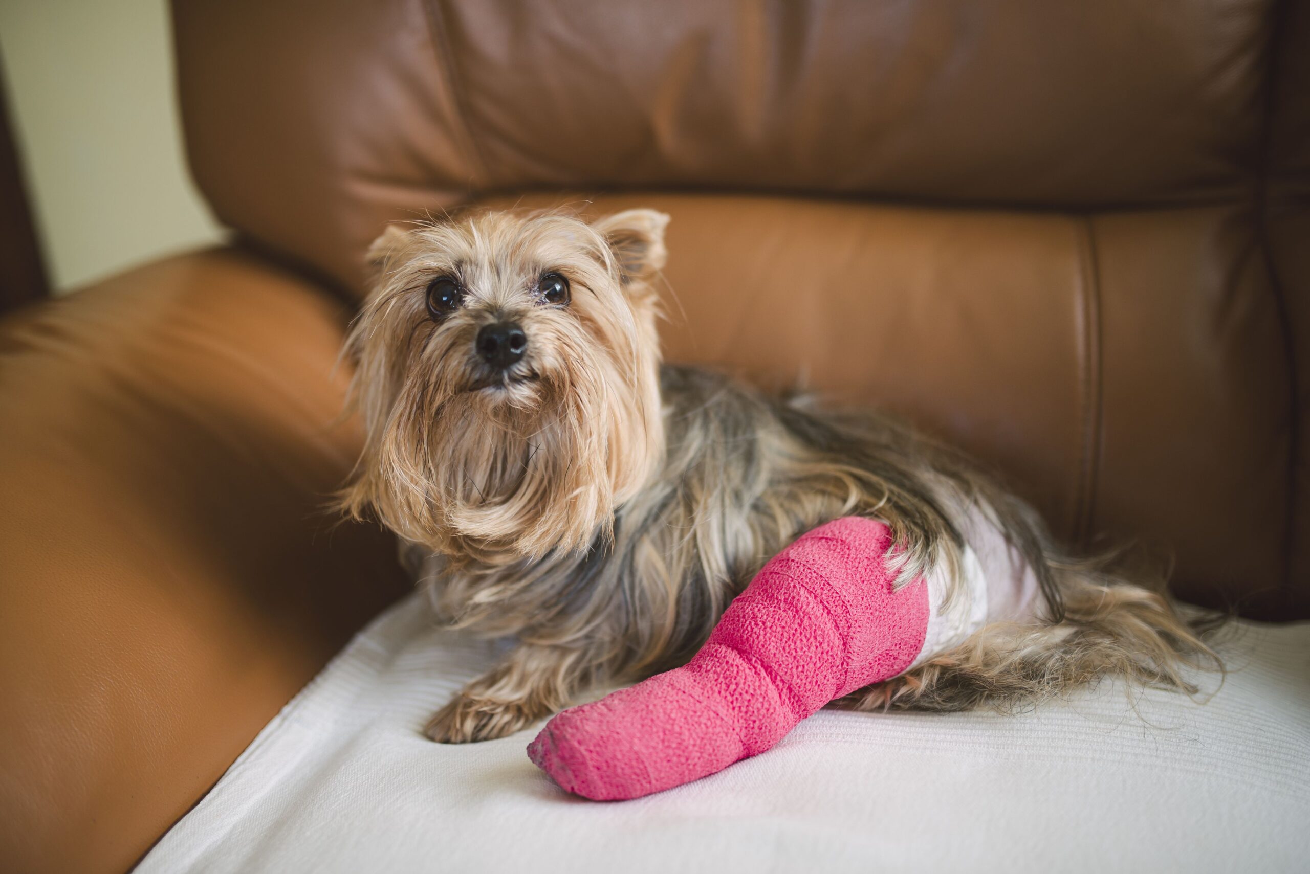 Traumatic Injuries in Dogs- What to Do in Case of an Accident | Sick ...