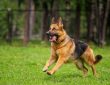 CBD for dogs