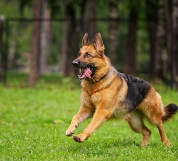 CBD for dogs