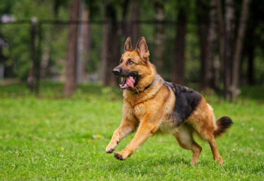 CBD for dogs