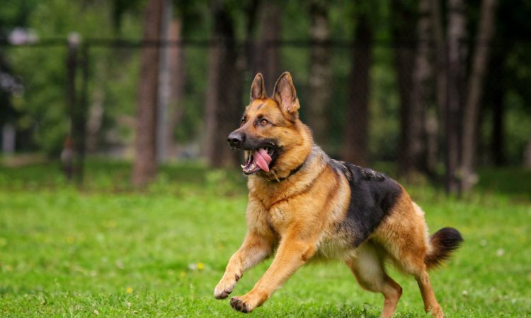 CBD for dogs
